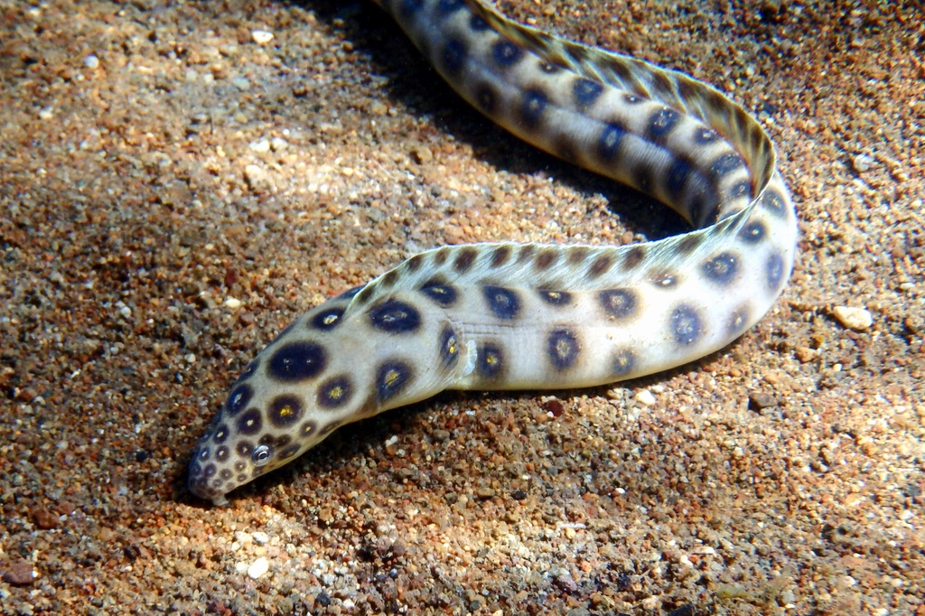 Goldspotted Eel